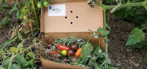 Récolte potager